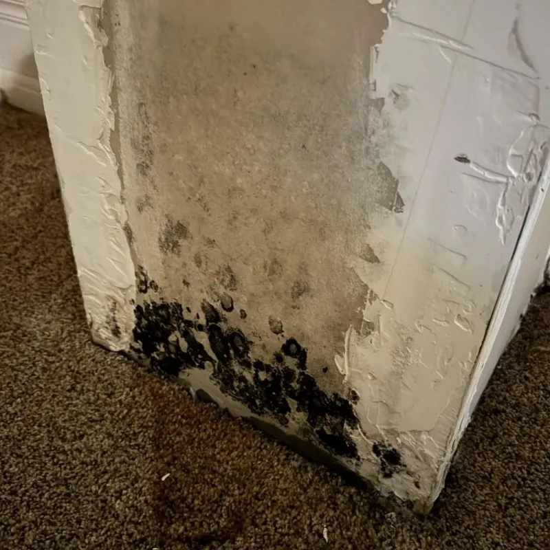 Professional Mold Removal in Marshall County, AL